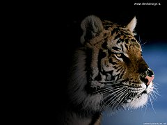 Tiger38 copia